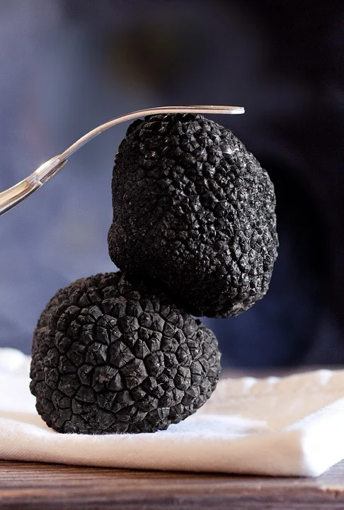 Twee zwarte truffels op een linnen doek, met een vork erboven
